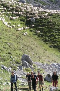 Als makke schapen