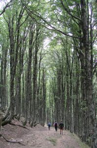 Afdaling naar Roncesvalles