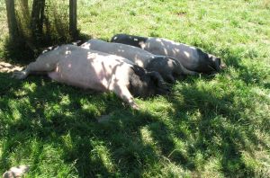 Baskische varkens