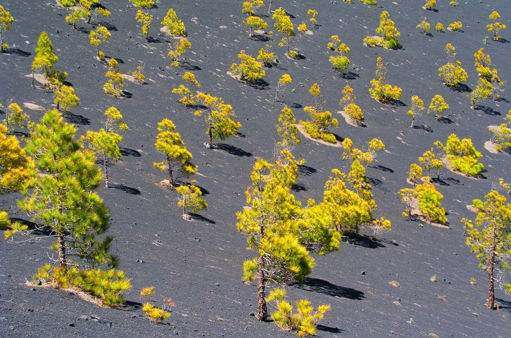 Afbeelding uit Fotoboek