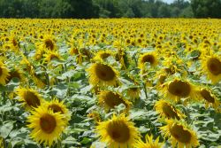 Een echte «Van Gog»