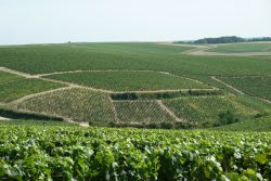 De wijngaarden van Chablis